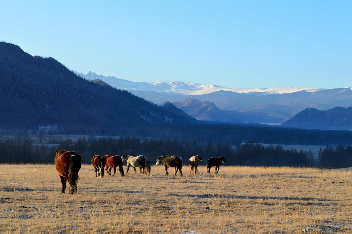 На вольном выпасе - Татьяна Лютаева На вольном выпасе - Татьяна Лютаева