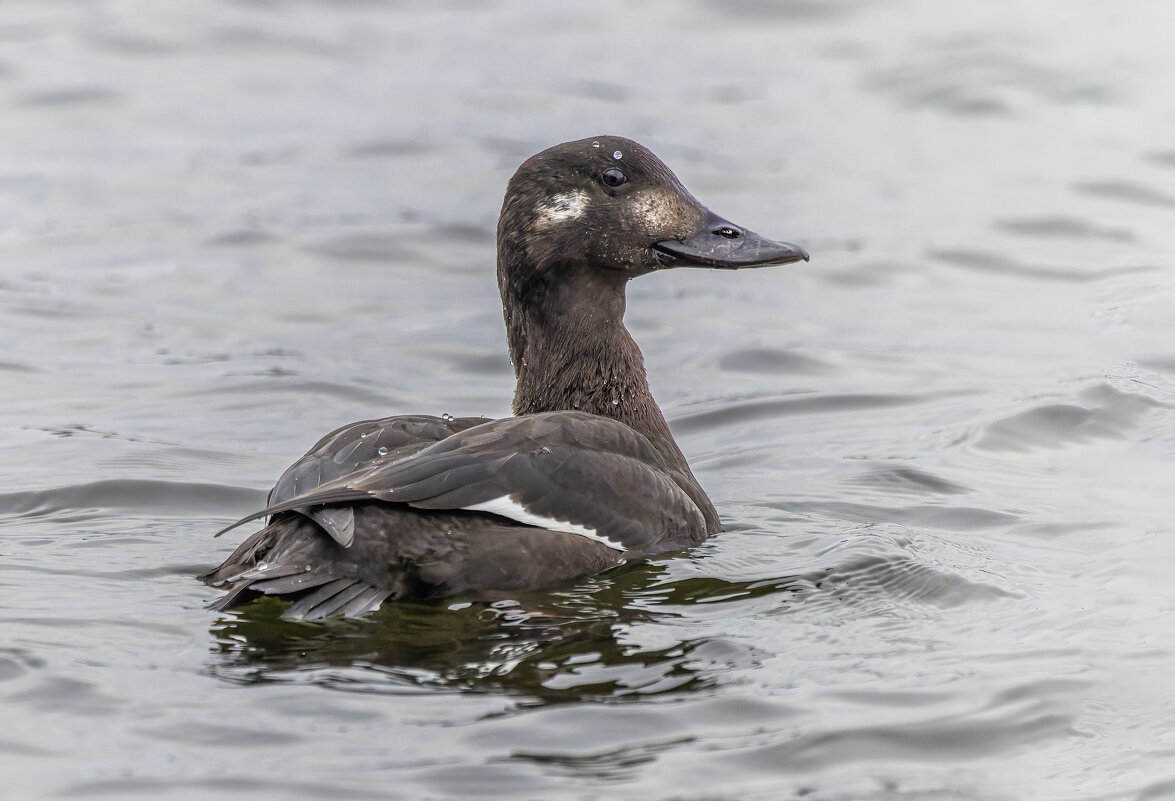 турпан. - юрий макаров