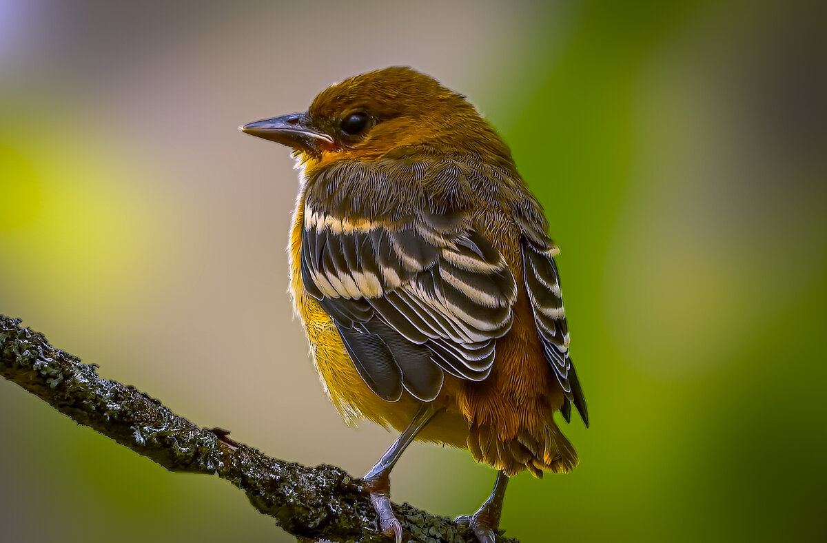 Балтиморская иволга - Aleksey Afonin Балтиморская иволга - Aleksey Afonin