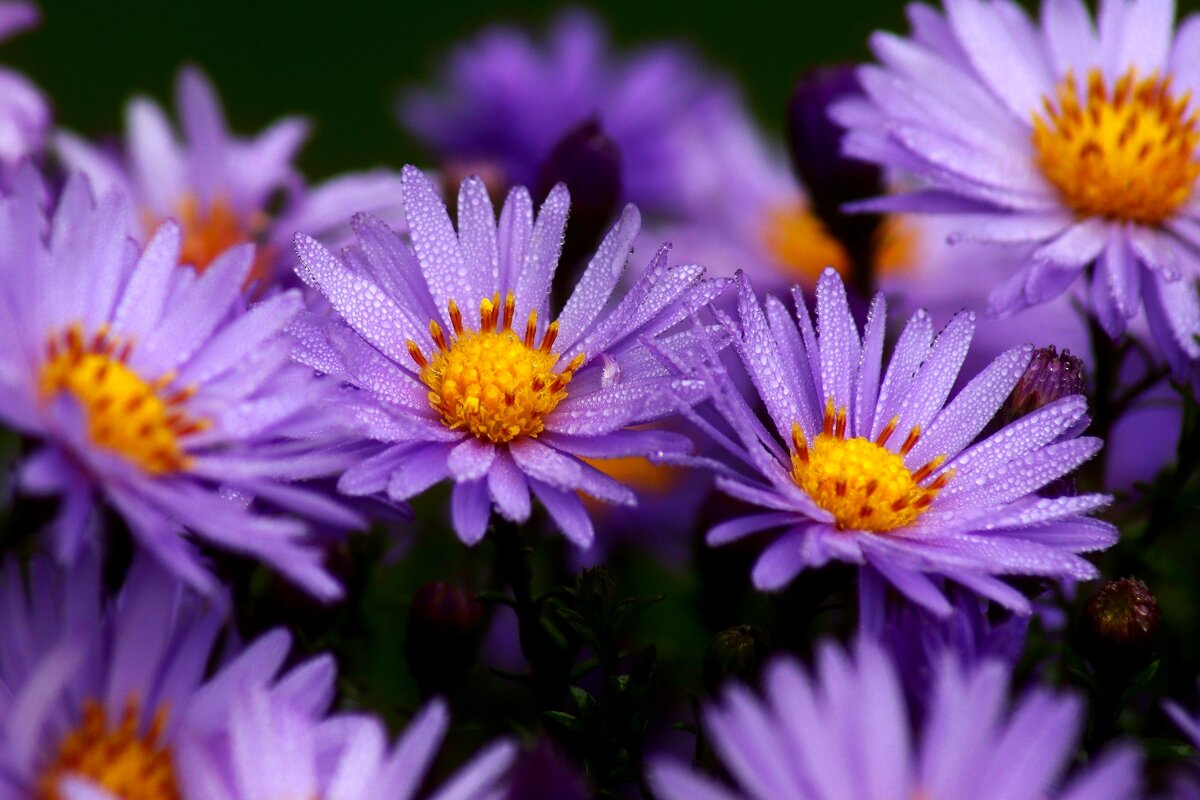 Доброе утро - Юрий. Шмаков Доброе утро - Юрий. Шмаков