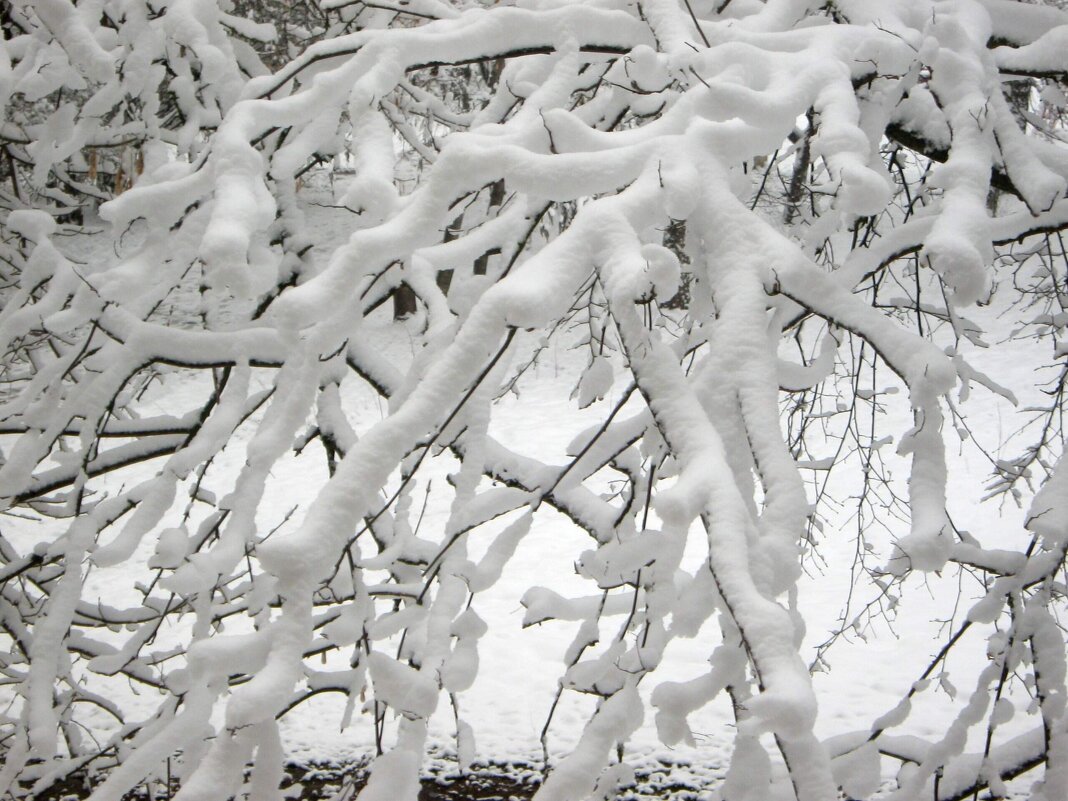 Снежной зимой - Елена Семигина