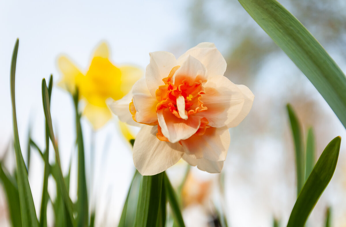 Весеннее цветение - Олег Загорулько Весеннее цветение - Олег Загорулько