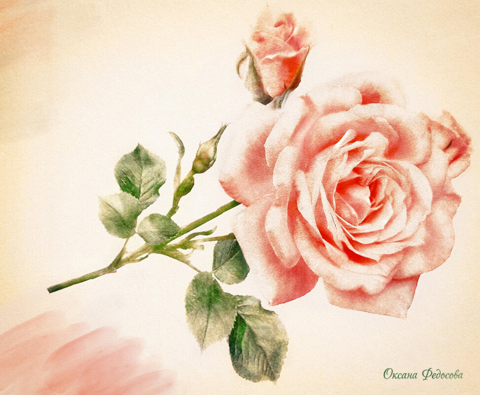 Роза винтажная - Оксана Федосова Роза винтажная - Оксана Федосова