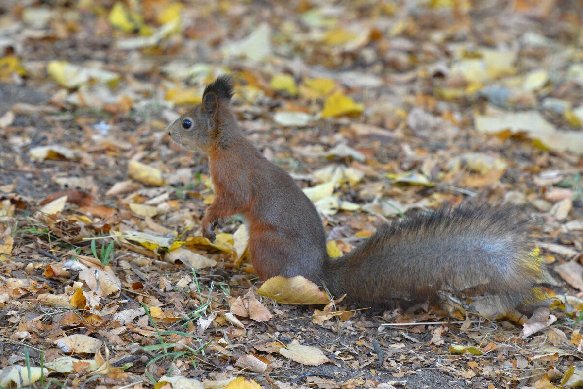 Белка - Константин Анисимов