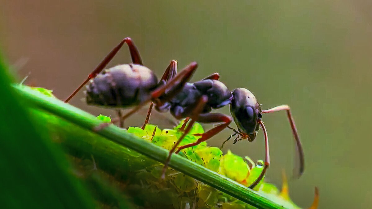 Бурый лесной муравей - Aleksey Afonin