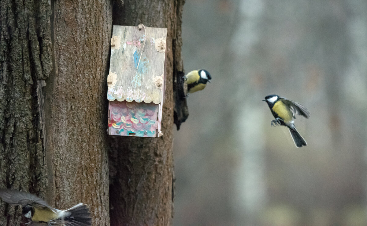 *** - Владимир Безбородов