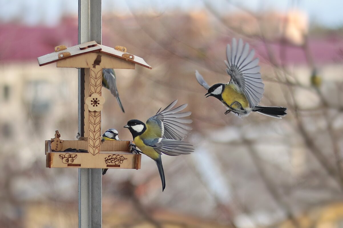Налёта, подешевело. - Татьяна Бравая Налёта, подешевело. - Татьяна Бравая