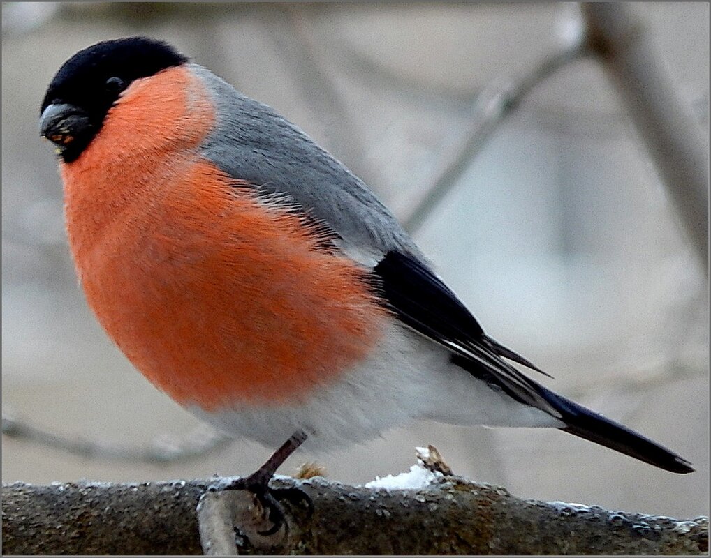 Красногрудый красавчик ... - Валентина Надсон Красногрудый красавчик ... - Валентина Надсон