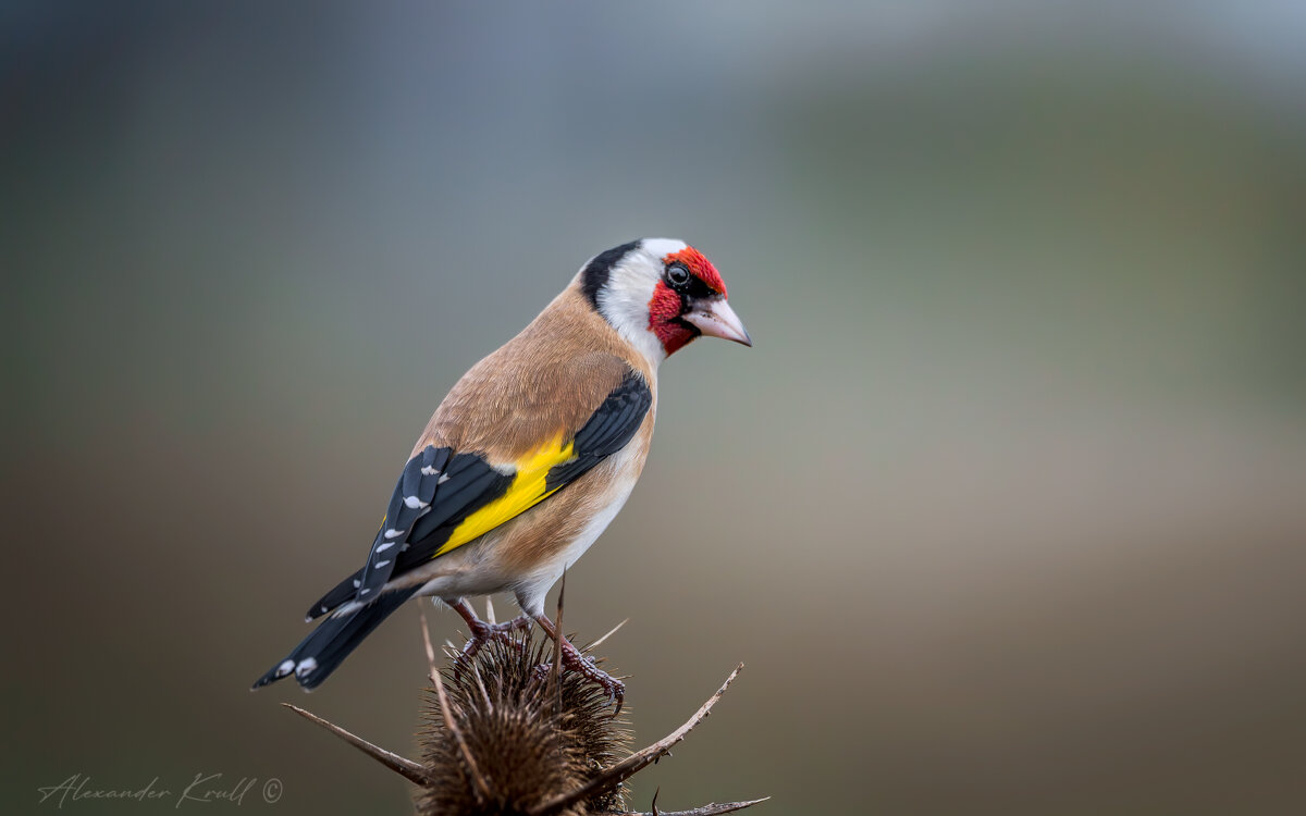 Подозрительность - Александр К. Подозрительность - Александр К.