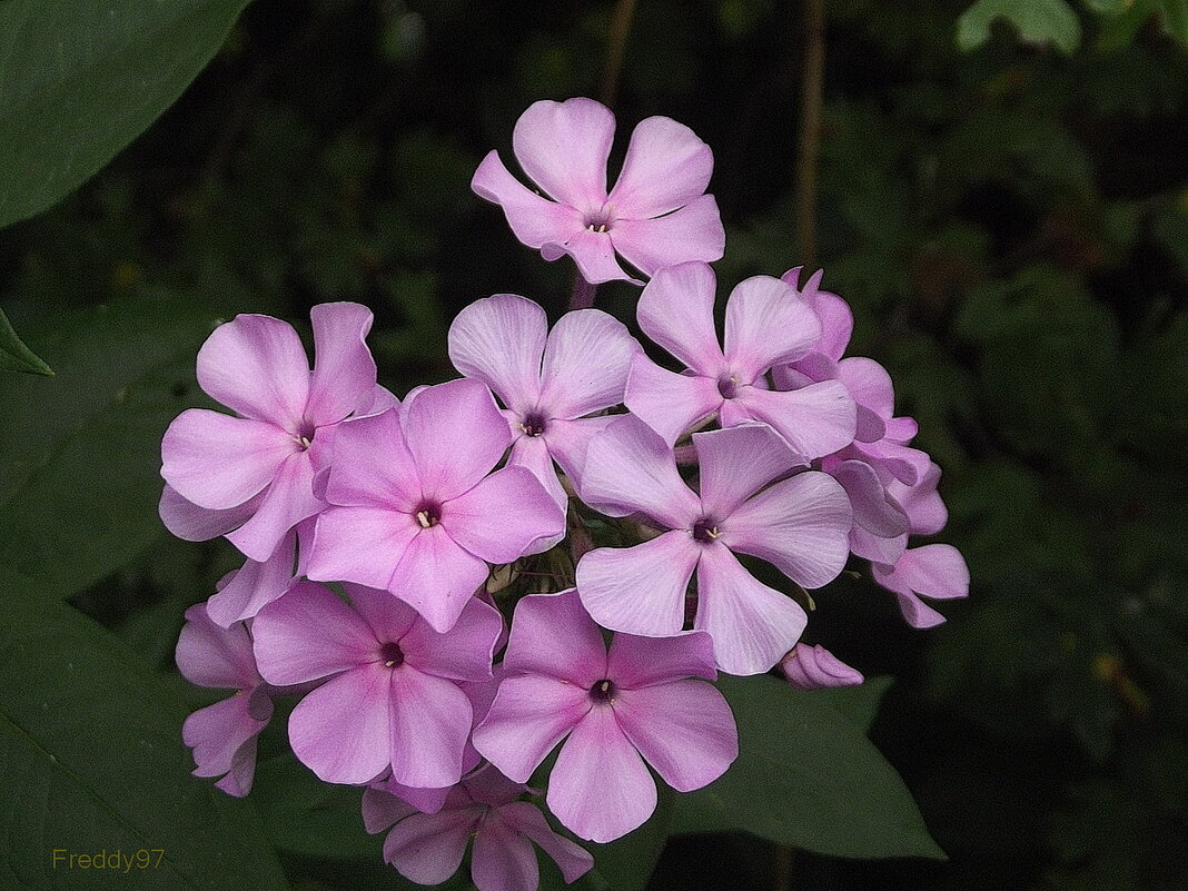 Флоксы - Freddy 97