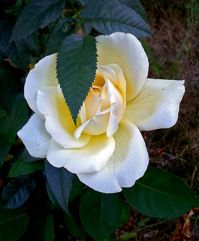 Скромница - Светлана Скромница - Светлана