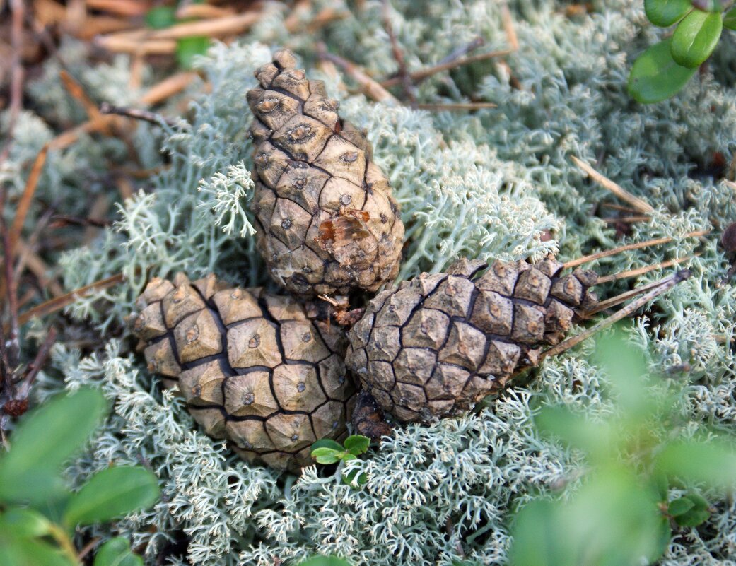 Лесной натюрморт - Галина Нестратова Лесной натюрморт - Галина Нестратова