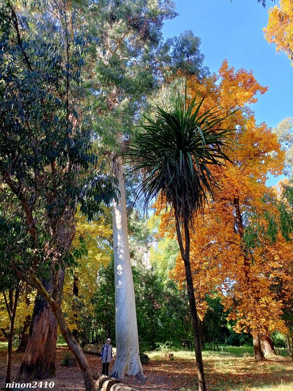 Адлер. Дендропарк "Южные культуры" - Нина Бутко Адлер. Дендропарк "Южные культуры" - Нина Бутко