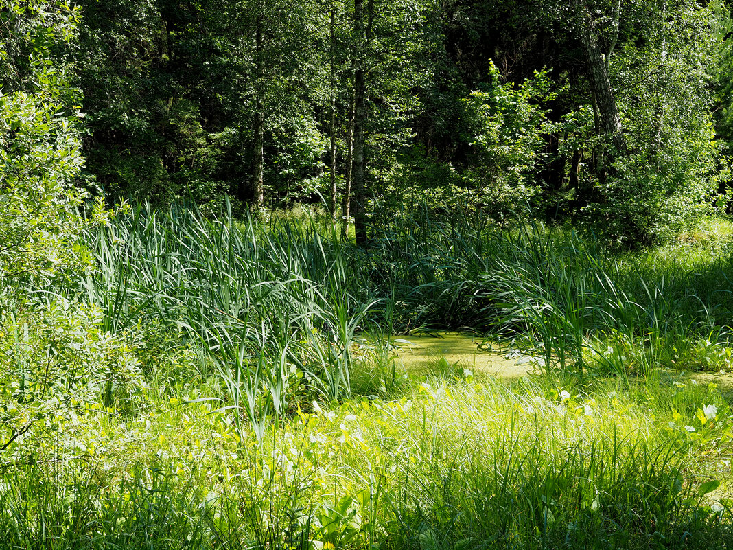 Заросший пруд - Игорь Белоногов Заросший пруд - Игорь Белоногов