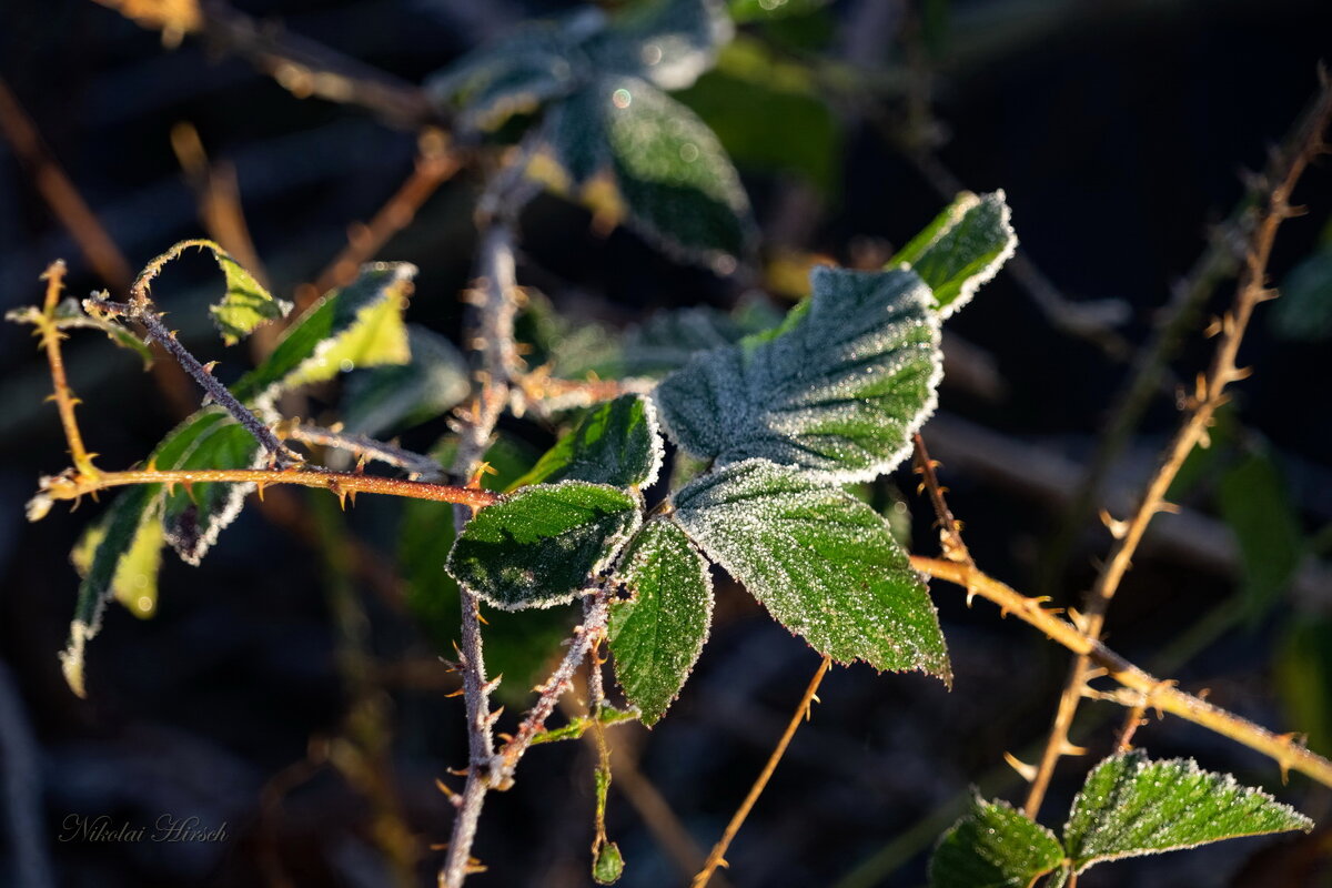 Это было в январе... - Николай Гирш