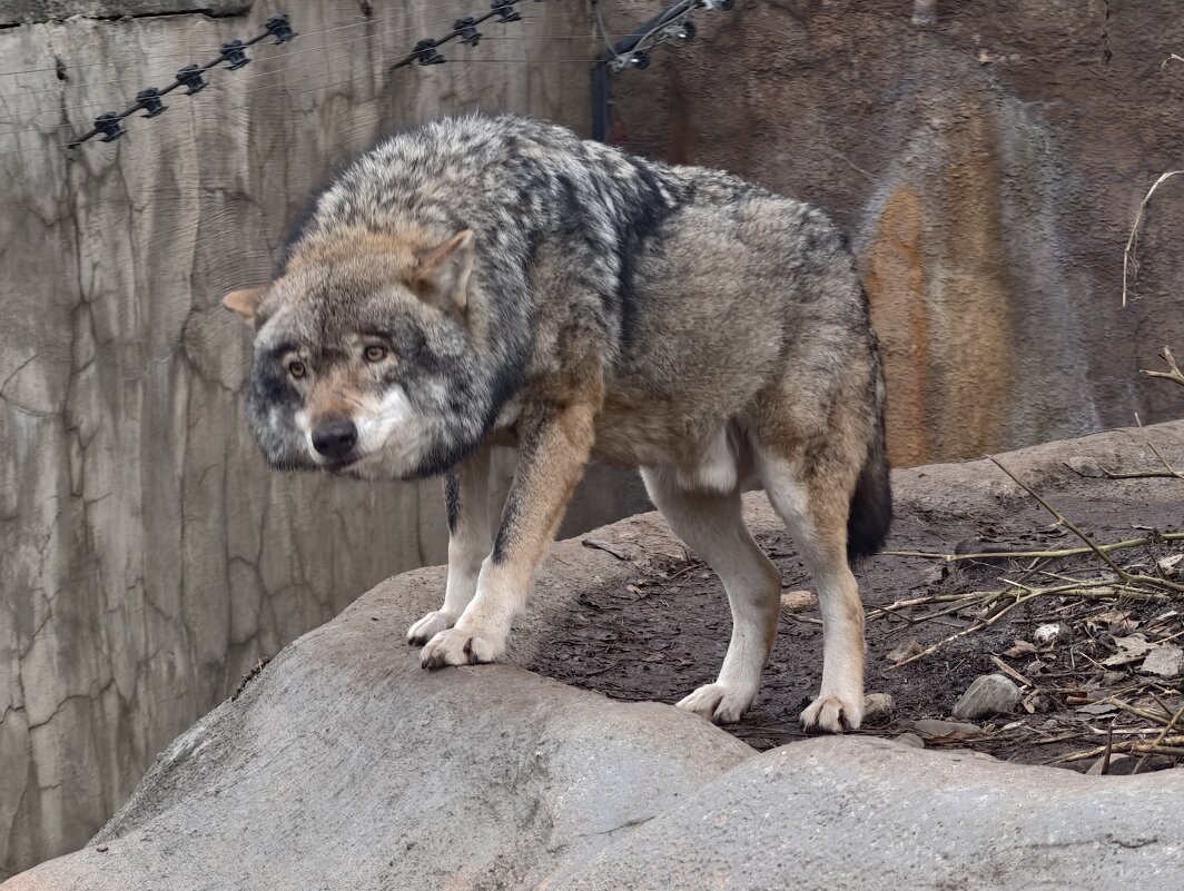 Волк - <<< Наташа >>>