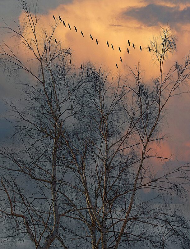 апрель. прилетают - РозаВетроф апрель. прилетают - РозаВетроф