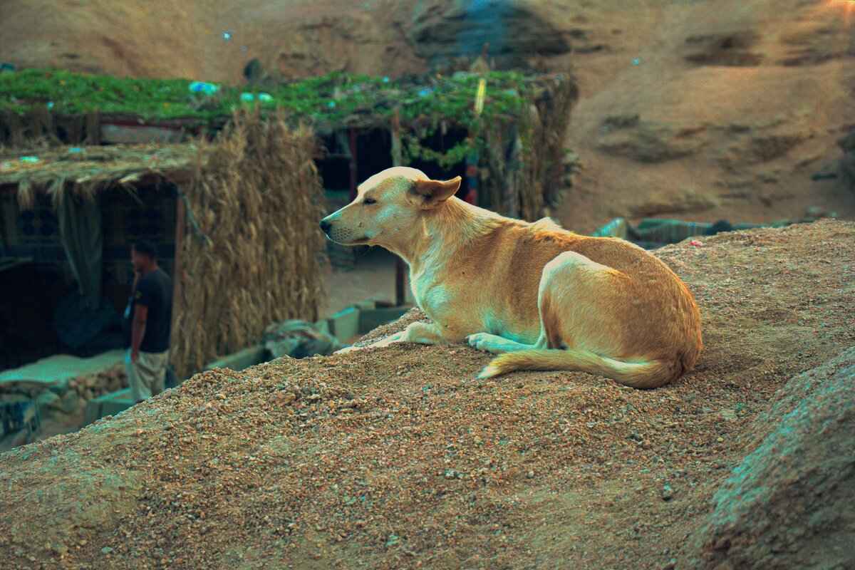 Страж бедуинов - Александр Козлов