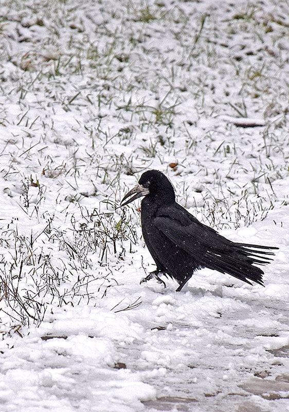 Недовольная птица, или Лапы мёрзнут! - Валентина Нефёдова Недовольная птица, или Лапы мёрзнут! - Валентина Нефёдова