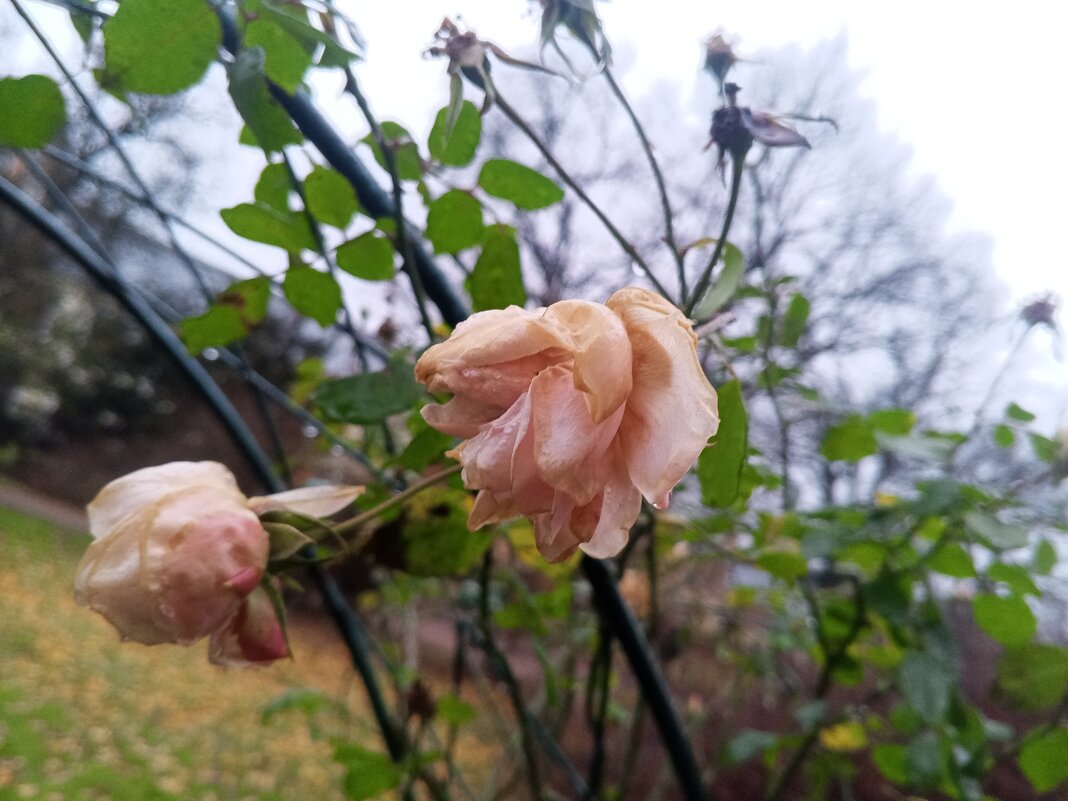 Роза - Сапсан 