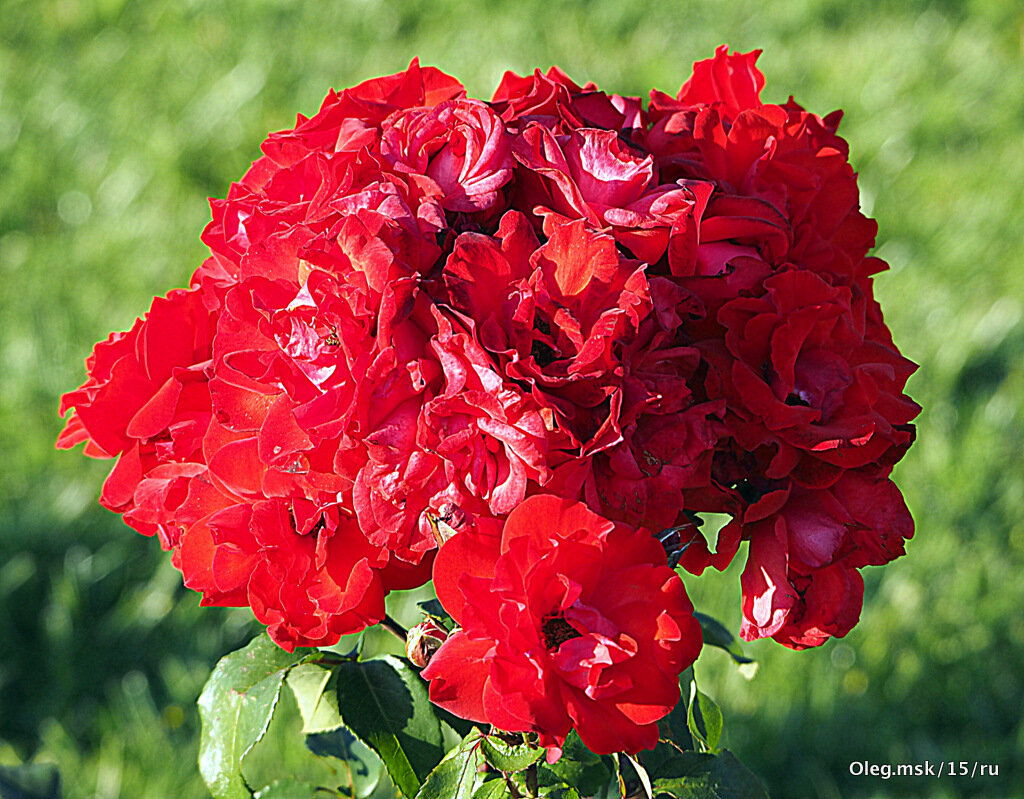 они на радость нам даны - Олег Лукьянов они на радость нам даны - Олег Лукьянов