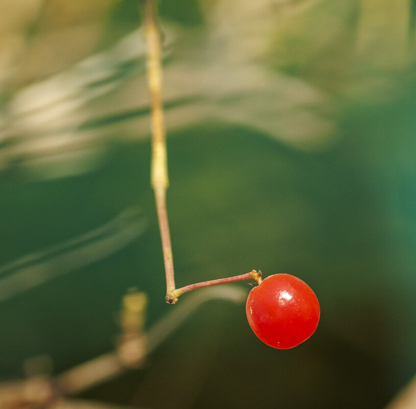 Ягодка - Светлана Тихонина