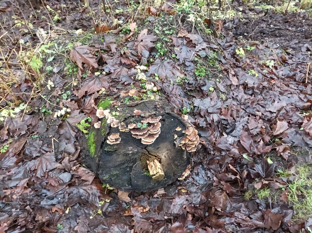 Грибная пора ) - Veera V