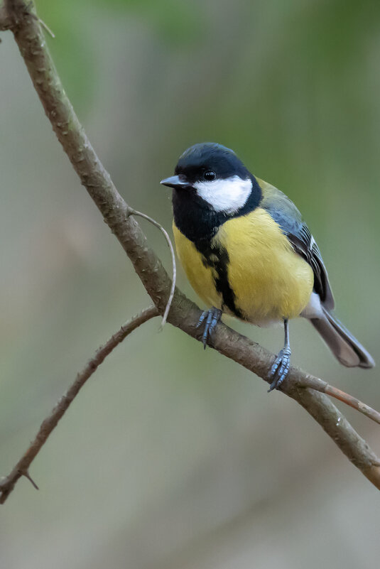Большая синица - Владимир Лазарев Большая синица - Владимир Лазарев