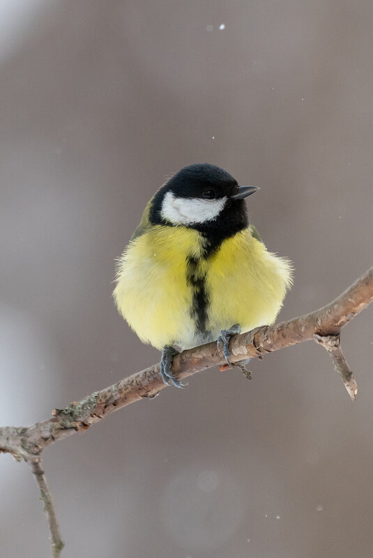 Большая синица - Владимир Лазарев