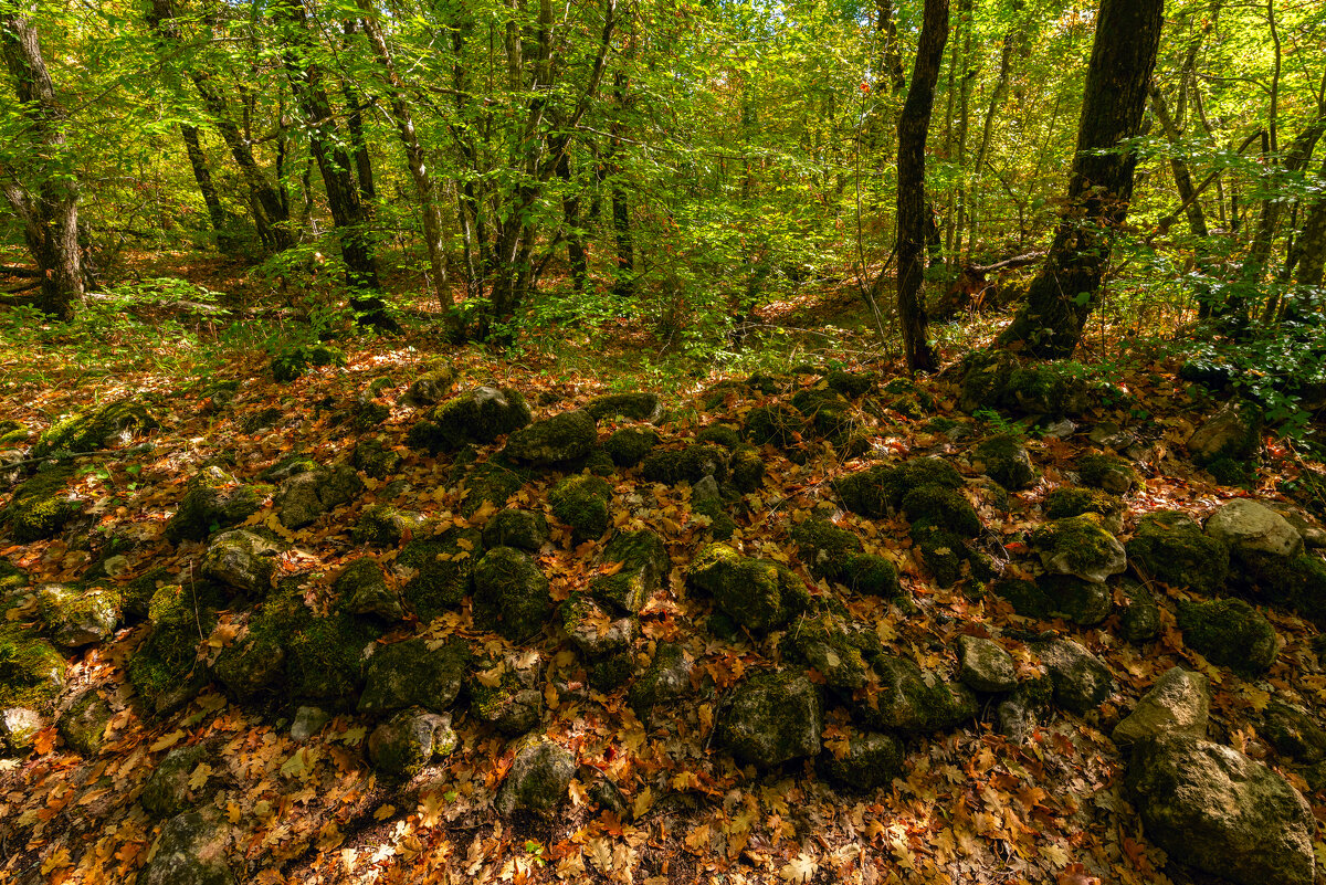 лес на Эски-Кермен - Виталий Емельянов