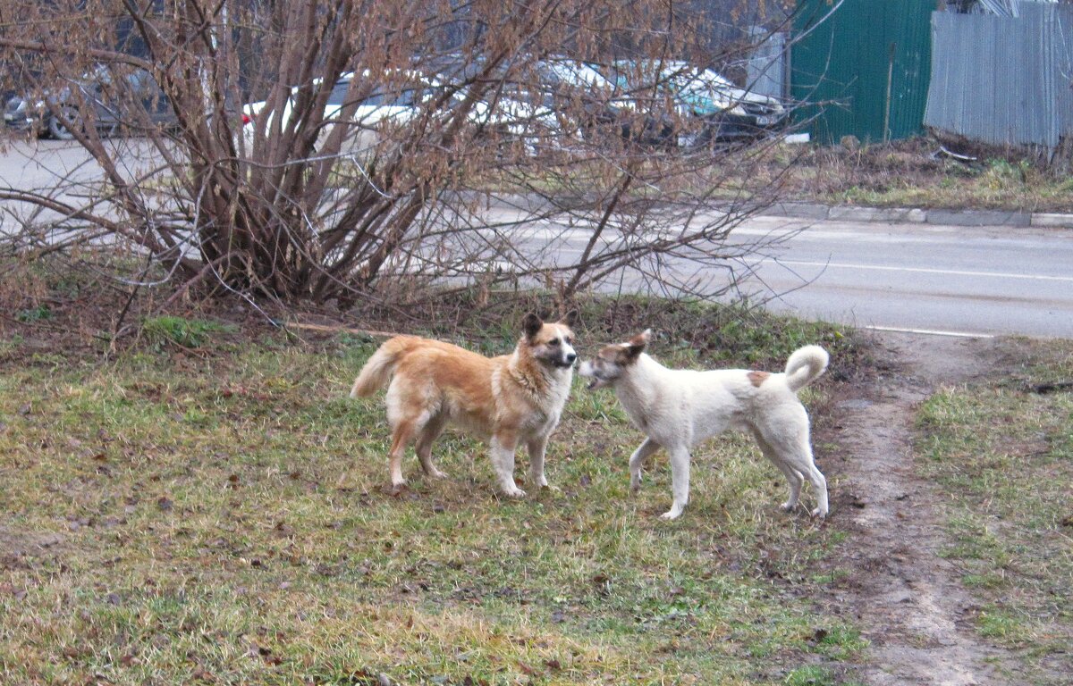 Собачьи игры - Сергей Уткин