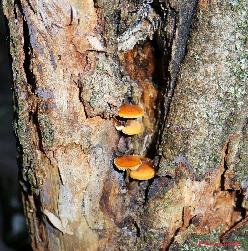 Растут ещё грибы в декабре...:-) - Андрей Заломленков Растут ещё грибы в декабре...:-) - Андрей Заломленков