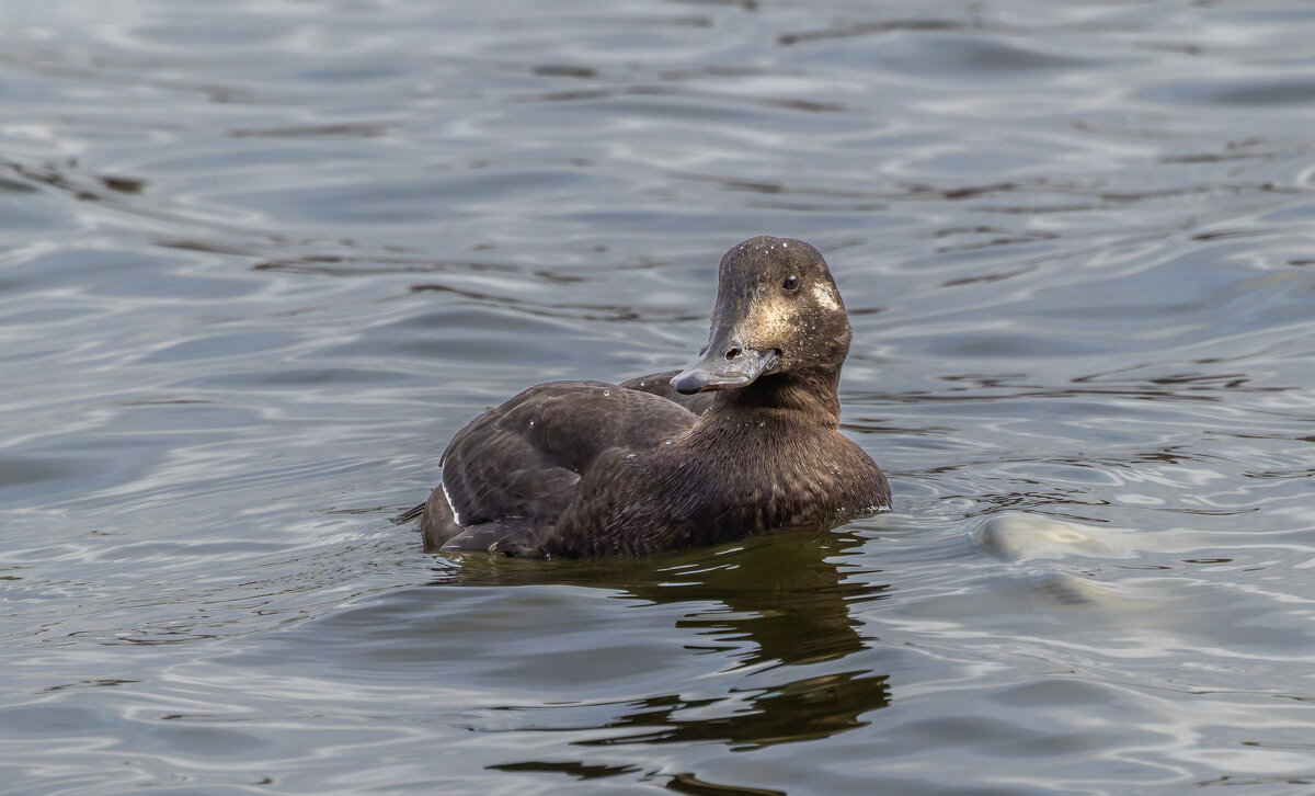 турпан. - юрий макаров турпан. - юрий макаров