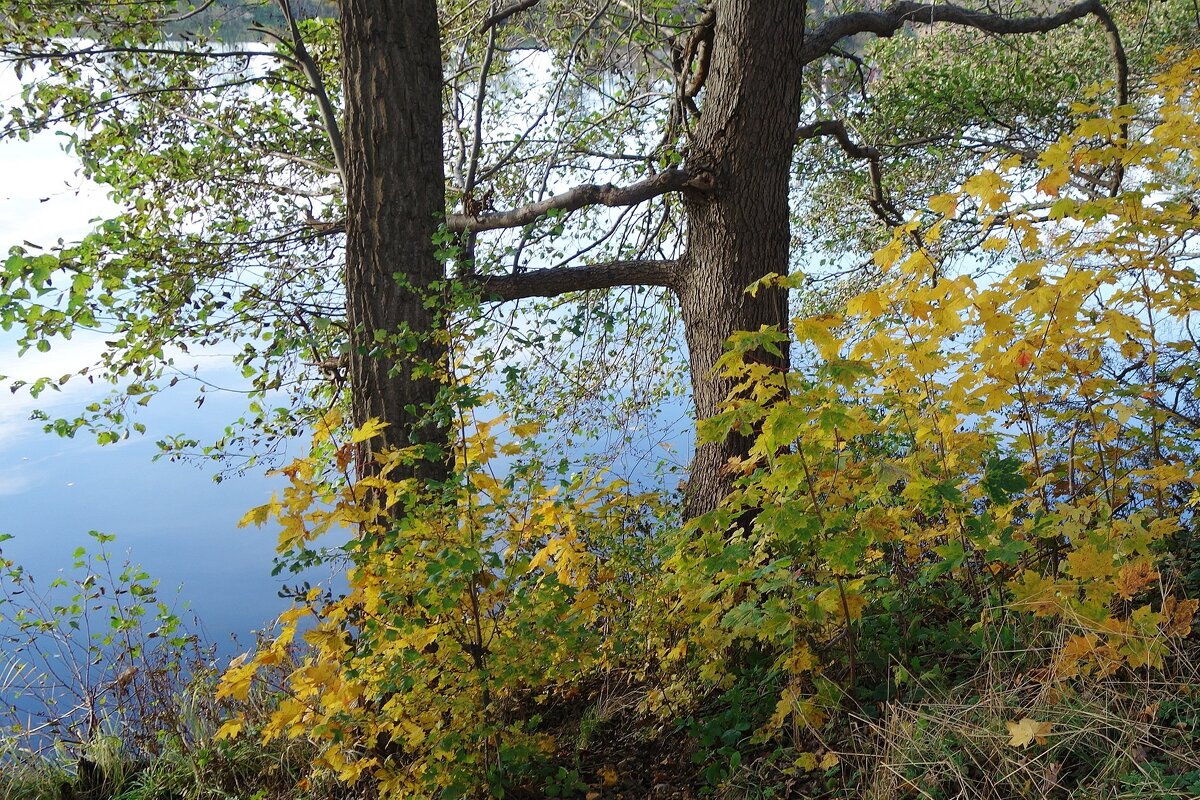 Ноябрьские зарисовки - Рита Симонова Ноябрьские зарисовки - Рита Симонова