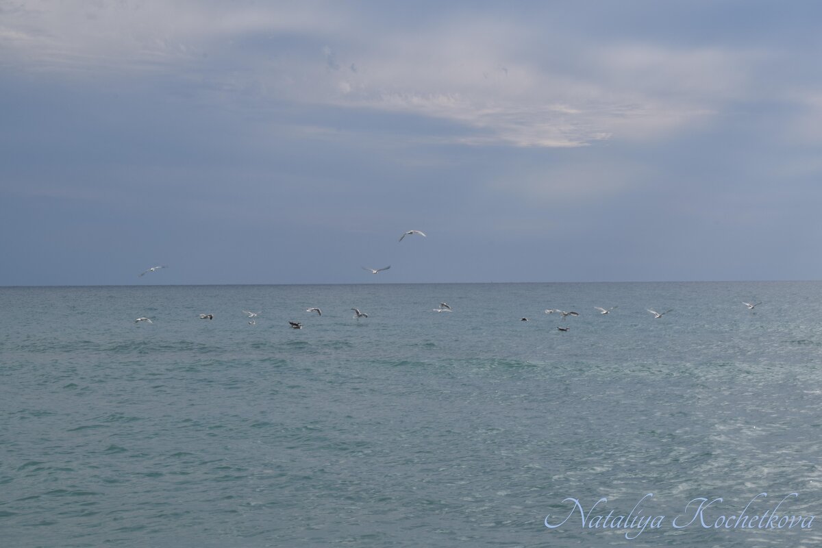 Природа Крыма - Amazing Cosmea