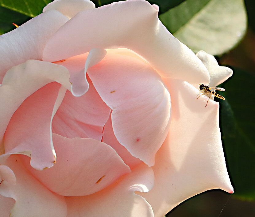 Журчалка не промах... - Светлана 