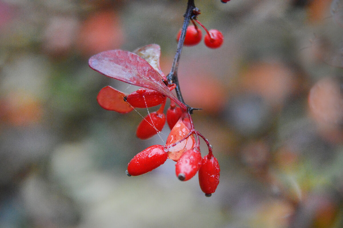 Рубиновые ягодки барбариса... - Надежда Куркина Рубиновые ягодки барбариса... - Надежда Куркина