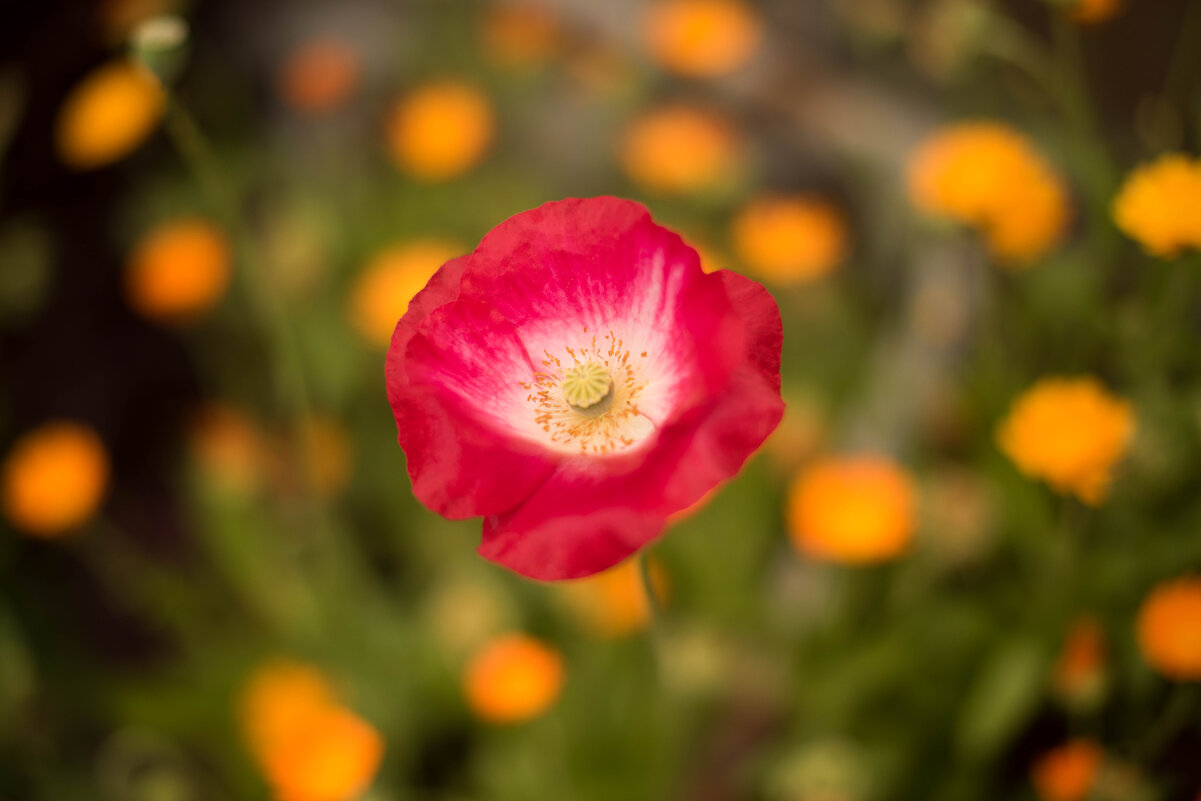 *** - Светлана Попова *** - Светлана Попова