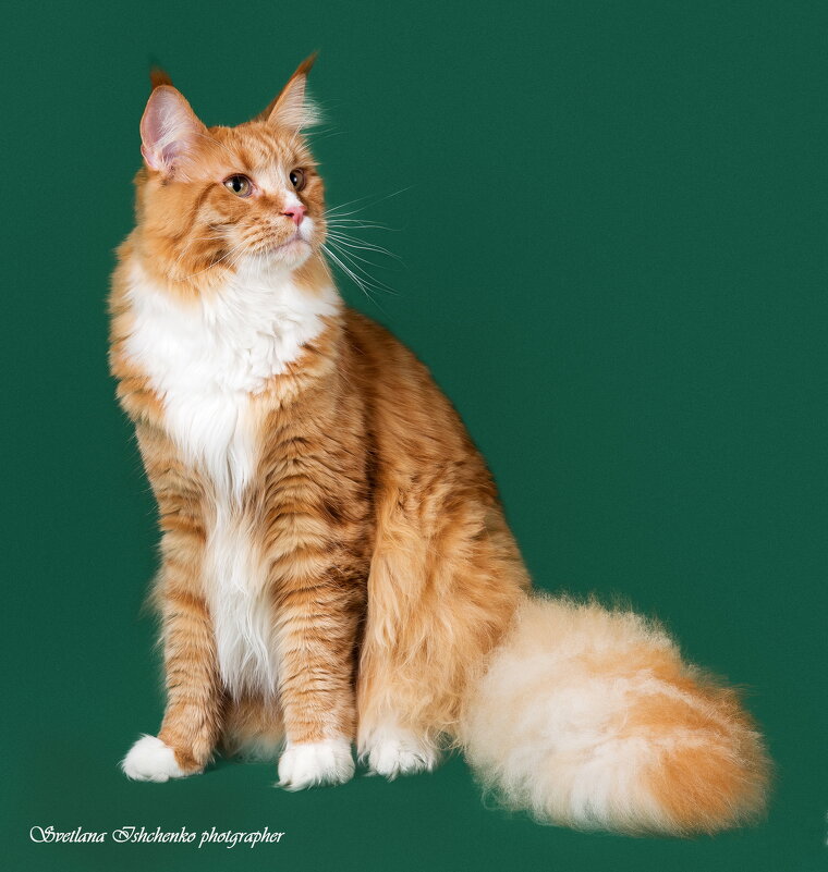 Мейн-кун - Светлана Ищенко Мейн-кун - Светлана Ищенко