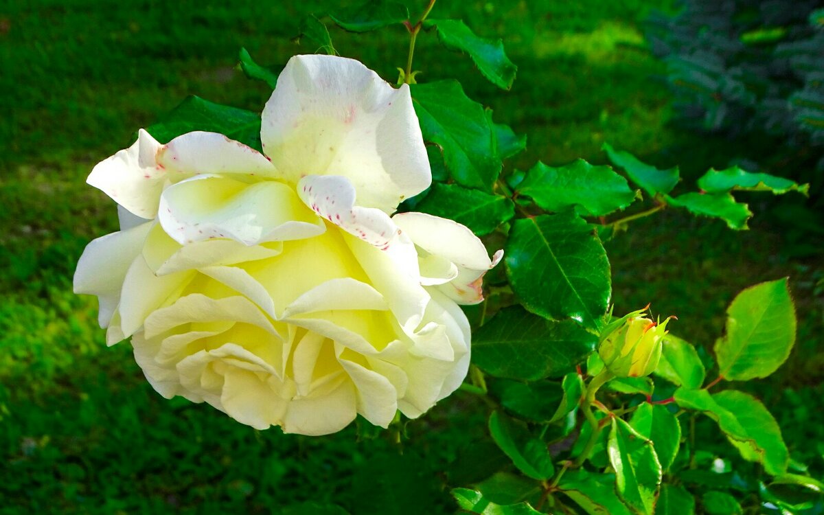 Зимой о цветах. - Милешкин Владимир Алексеевич 