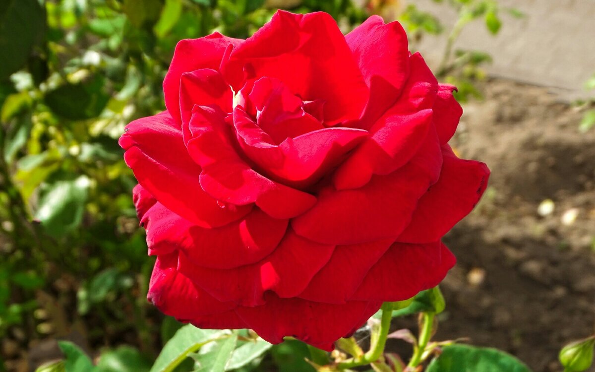 Зимой о цветах - Милешкин Владимир Алексеевич 