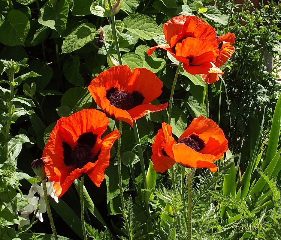 Маки - Freddy 97