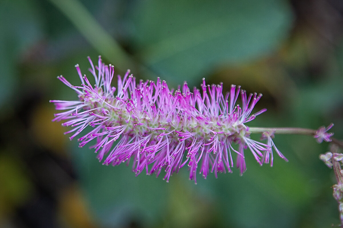 Я вам нравлюсь? - Лилия * Я вам нравлюсь? - Лилия *