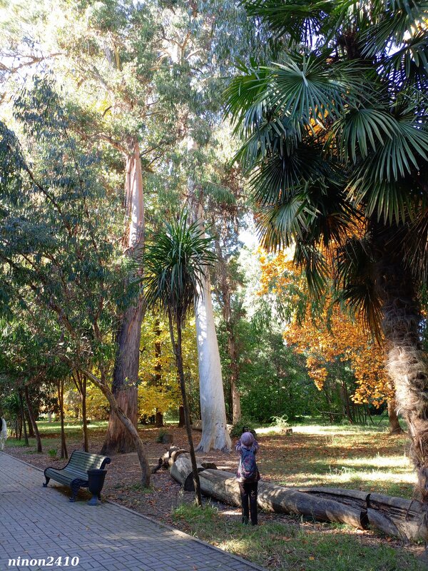 Адлер. Дендропарк "Южные культуры" - Нина Бутко