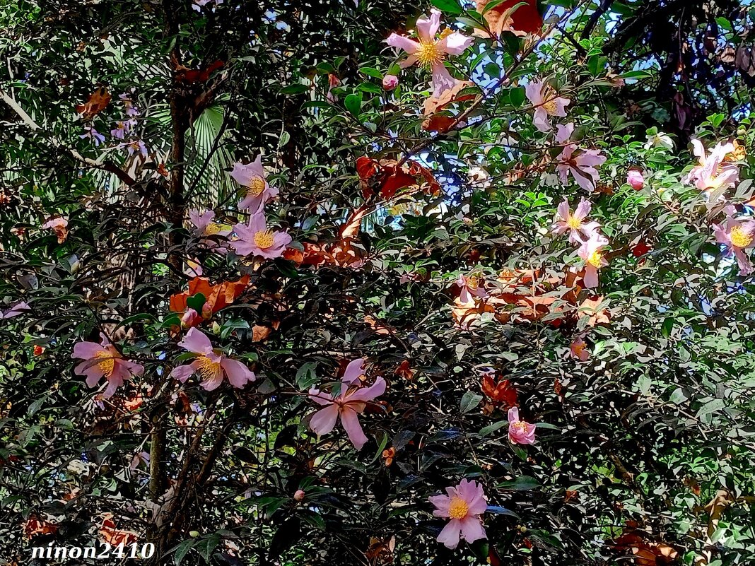 Адлер. Дендропарк "Южные культуры" - Нина Бутко