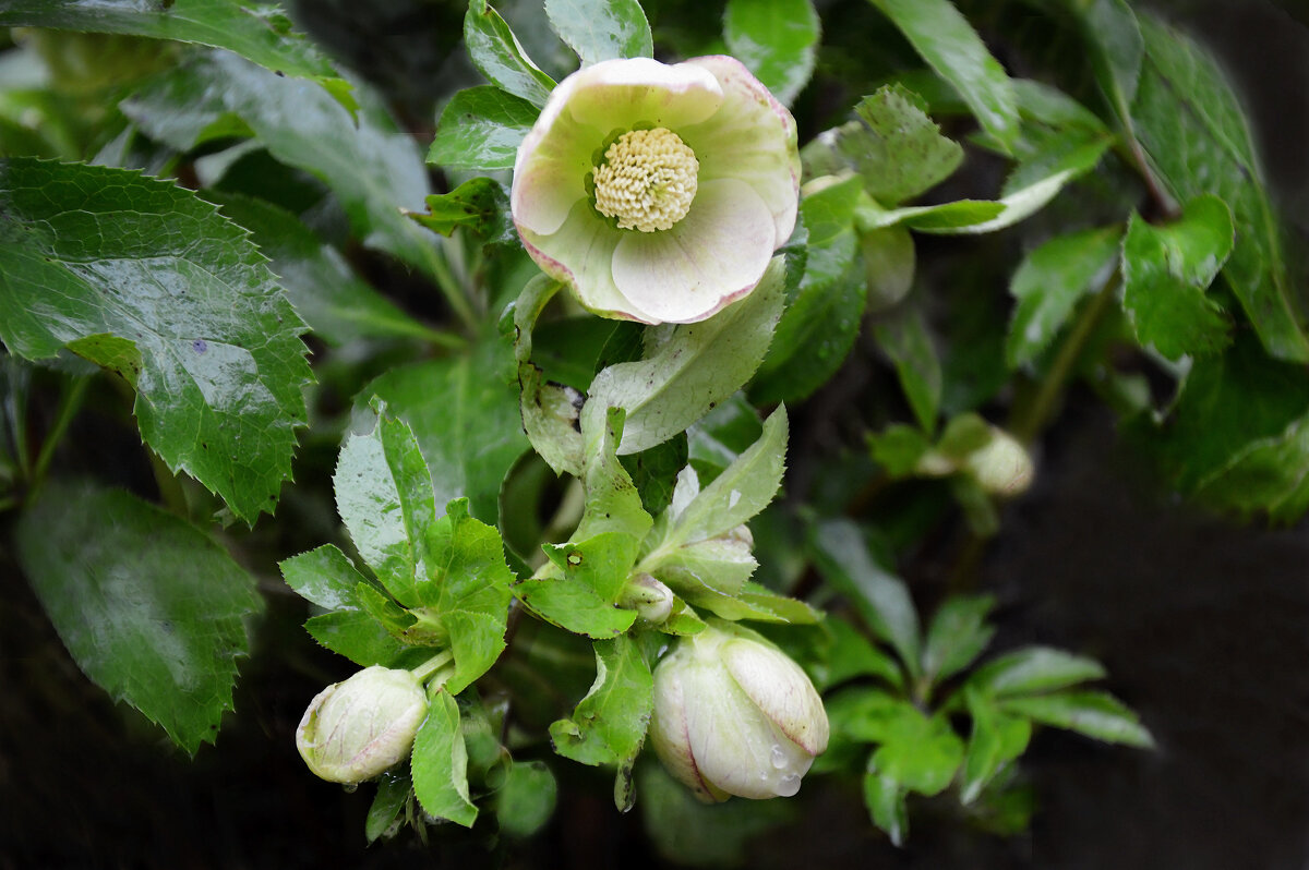 Зацвел морозник... 11 декабря... - Надежда Куркина 