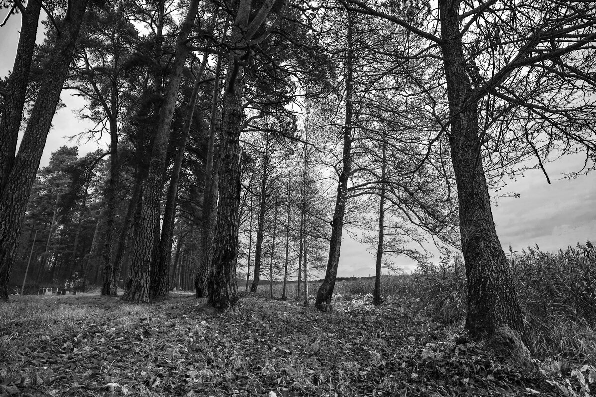 б/н - Николай 