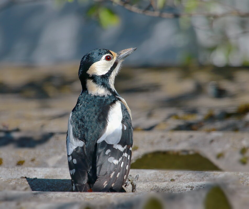 она ждет  его ... - Andrey Bragin 