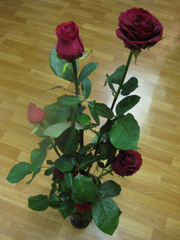 Букет из роз - Дмитрий Никитин