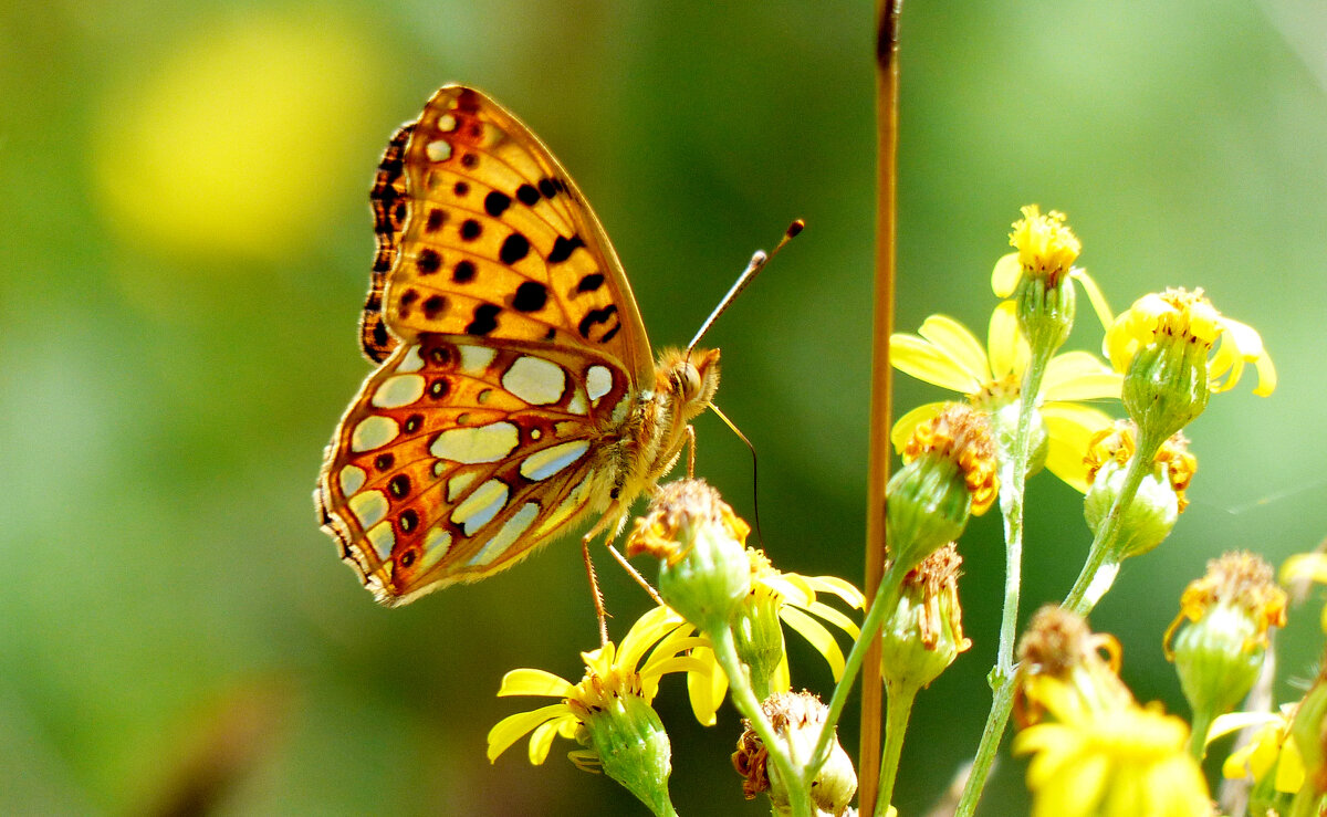 опять про бабочек...164 - Александр Прокудин опять про бабочек...164 - Александр Прокудин